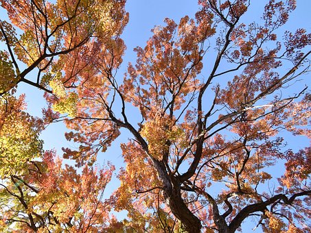 Free Autumn Leaves illustration and picture