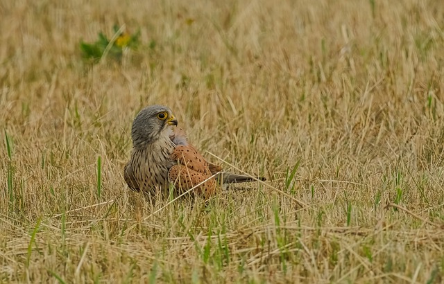 Falke, Raubvogel, Vogel, Natur