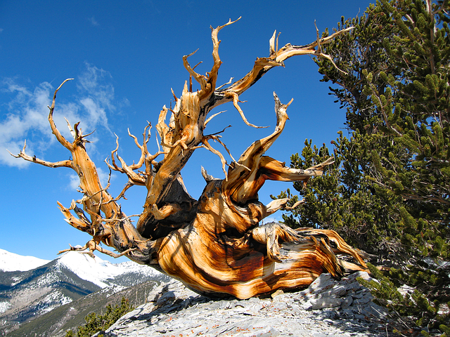 Tree Bristlecone Ancient - Free photo on Pixabay