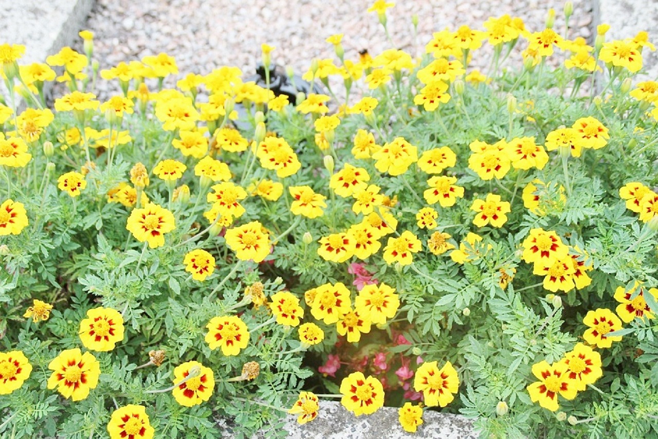 Download Flowers Nature Bloom Royalty Free Stock Illustration Image