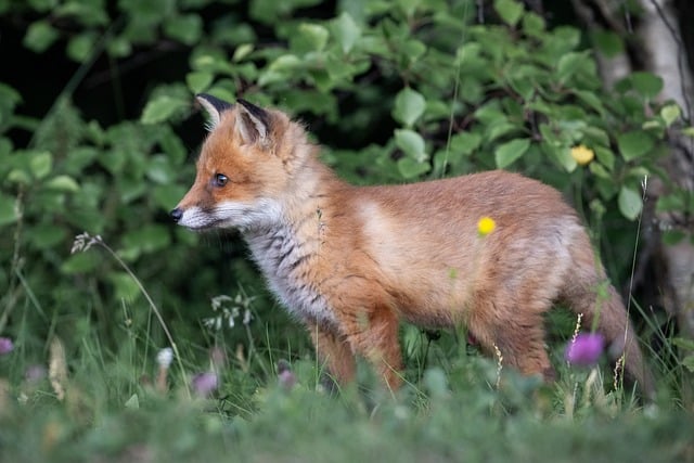 Free Fox Puppy photo and picture