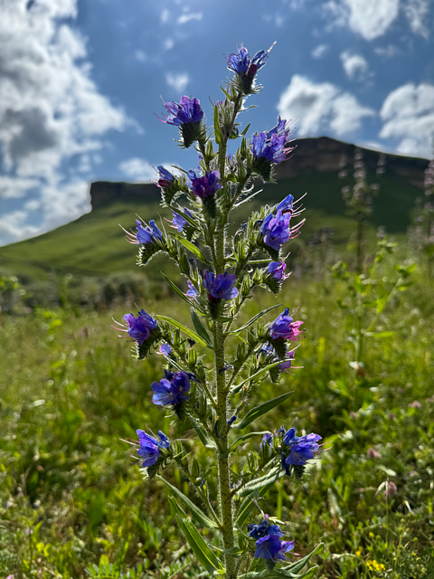 Free Nature Flowers photo and picture