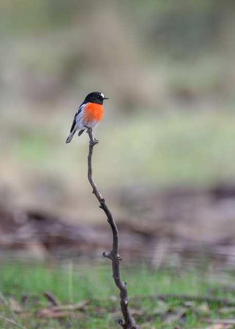 Free Scarlet Robin Robin photo and picture
