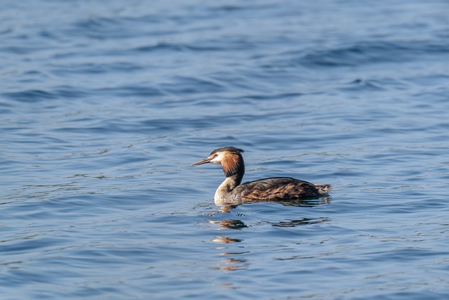 Vogel, Haubentaucher, Natur, Gefieder