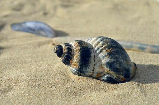 Free Shellfish Mollusk photo and picture