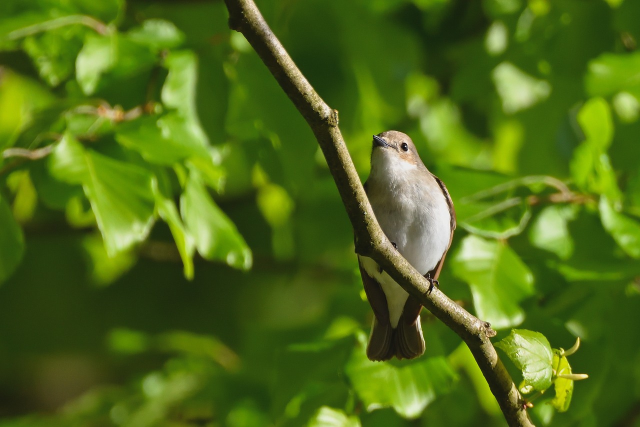 Bird Pied Flycatcher Park - Free photo on Pixabay