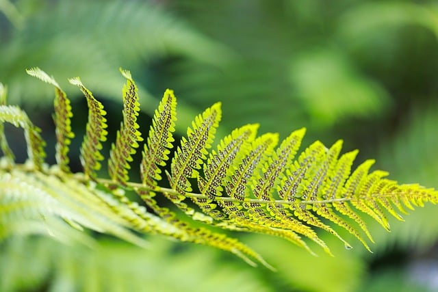 fern, nature, plant, spore, foliage, green, macro, forest