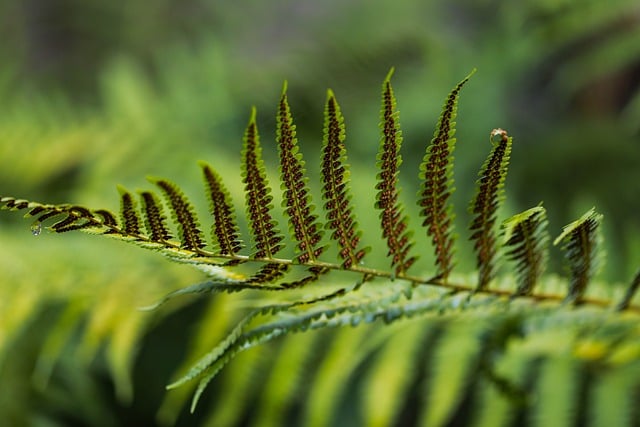 Fern, Natuur, Green, Gebladerte, Macro
