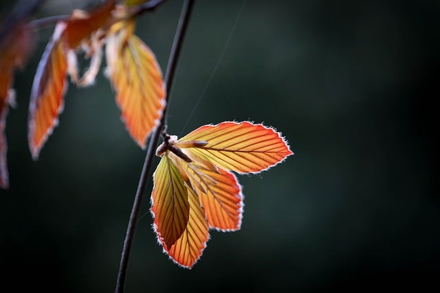 Beukenhout, Natuur, Hout, Brieven