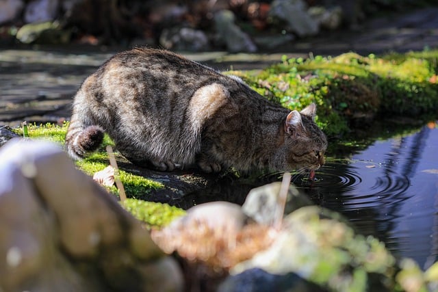 Free Cat Animal photo and picture