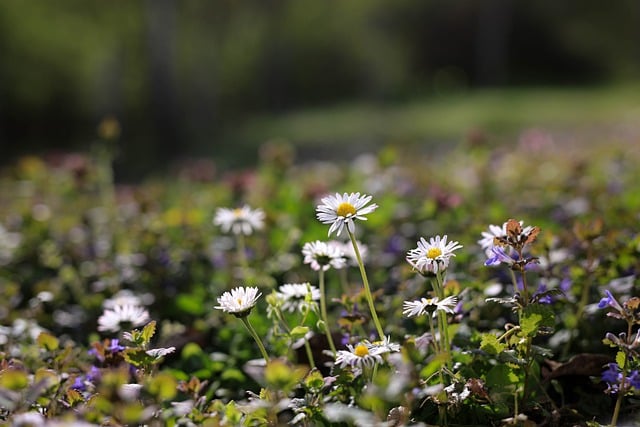 Bloemen, Weide, Natuur, Wildflower