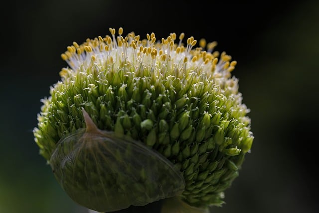 Ui, Ui Bloem
