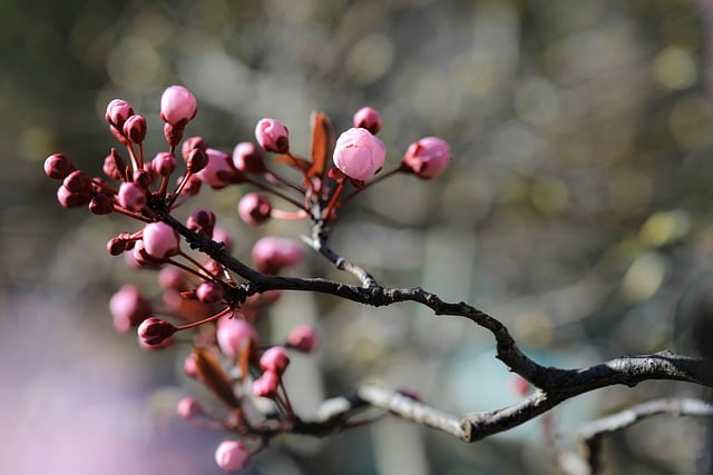 Download free HD stock image of Plum Blood Plum Free Plum Blood Plum photo and picture