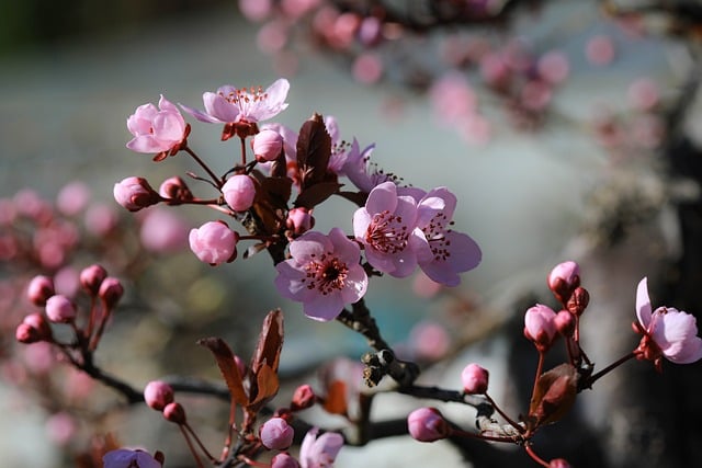 Pruimenbloesem, Plum, Bloemen, Roze