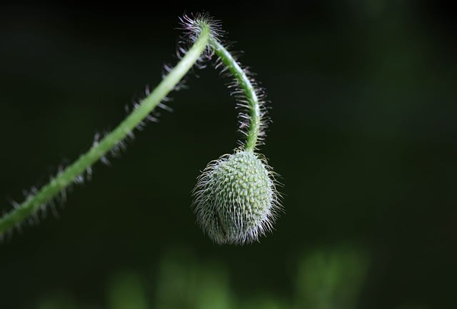 Papaver, Natuur, Flora, Knop, Macro