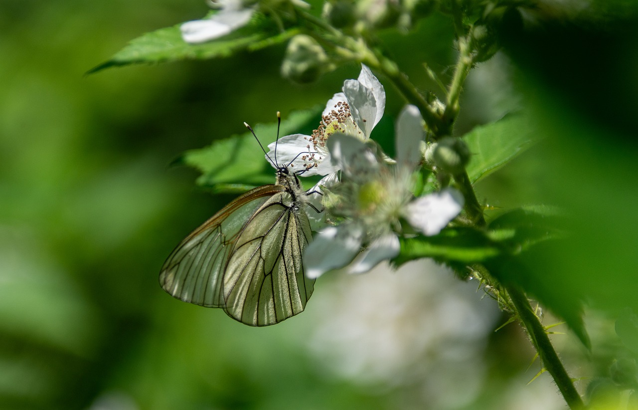 Butterfly Insect Nature Close - Free photo on Pixabay