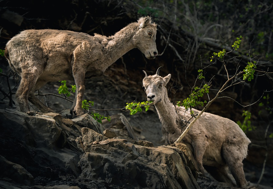 Mountain Goats Wildlife - Free photo on Pixabay
