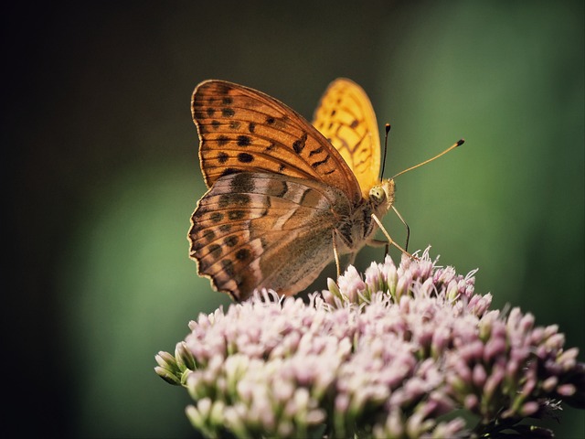 Kaisermantel, Schmetterling, Insekt