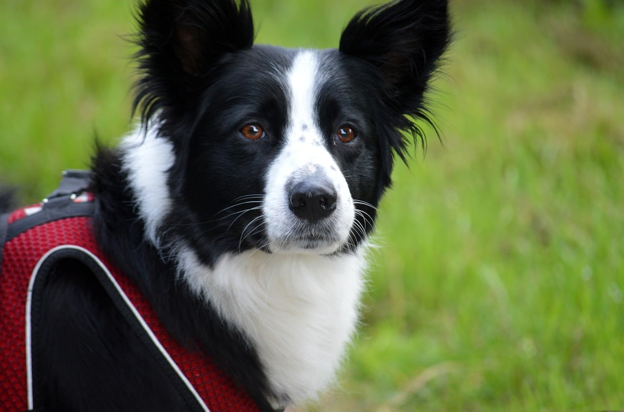 Border Collie Dog Domestic Animal - Free photo on Pixabay