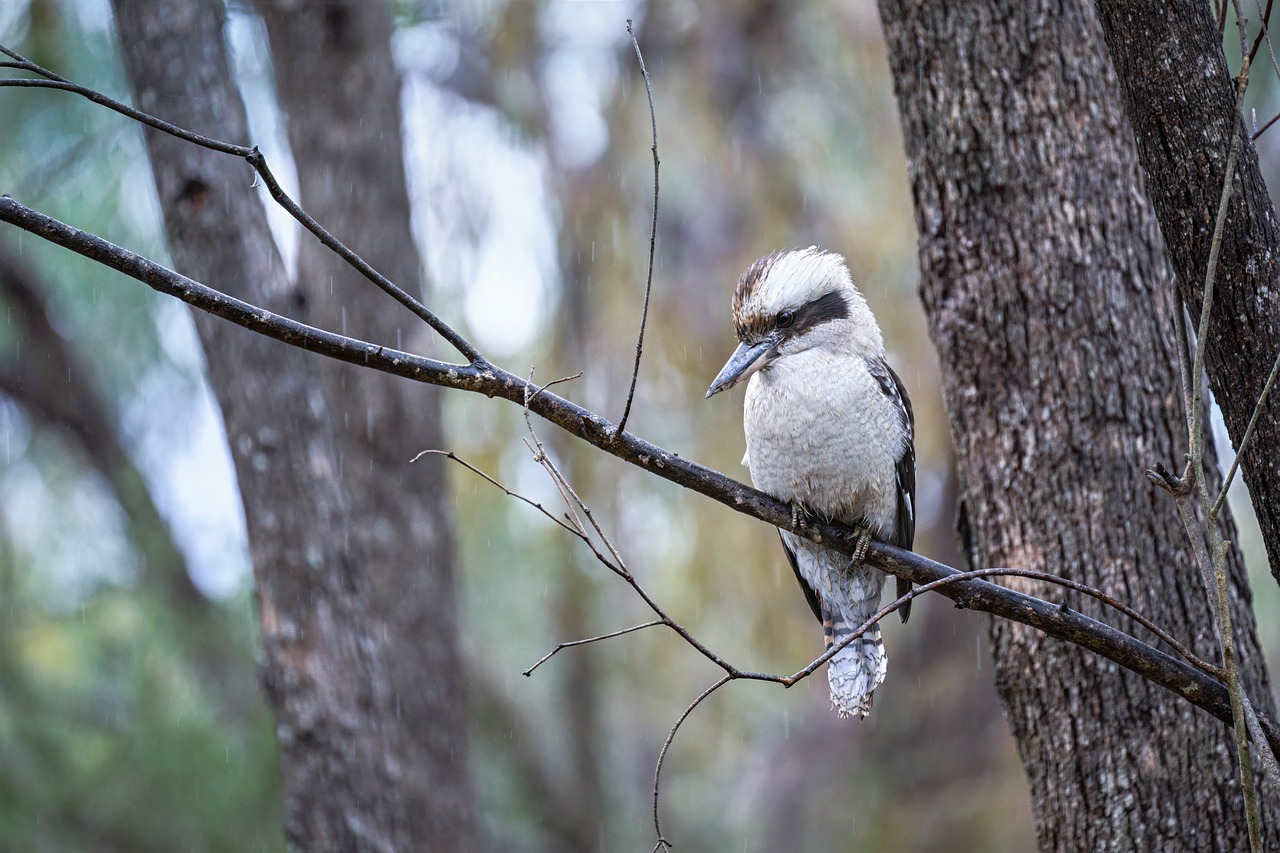 Laughing Kookaburra - Free photo on Pixabay