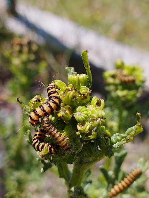 Brandskæl Skala, Caterpillar, Larver