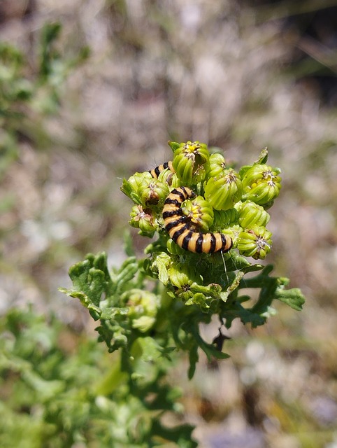 Brandskæl Skala, Larver, Insekter