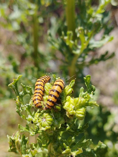 Brandskæl Skala, Dyr, Larver, Insekter