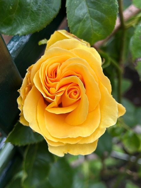 Free Rose Yellowrose photo and picture
