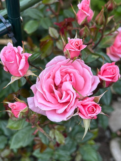 Free Roses Pink Roses photo and picture