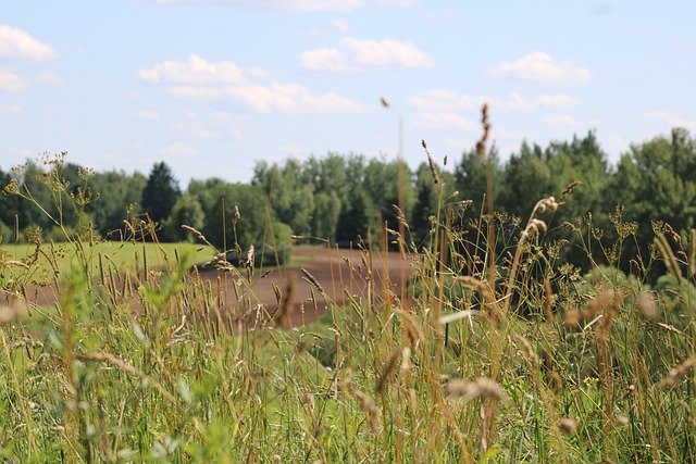 Free Nature Meadow photo and picture