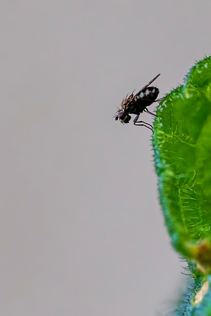 Inseto, Besouro, Natureza, Macro, Voe