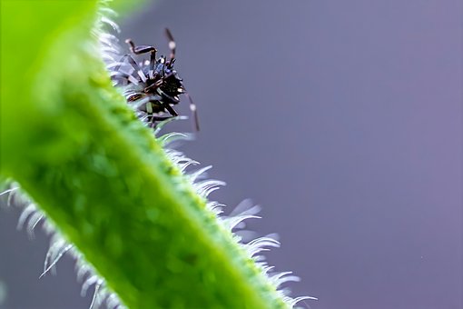 Inseto, Besouro, Natureza, Macro, Voe