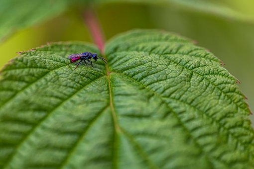 Inseto, Besouro, Natureza, Macro, Voe