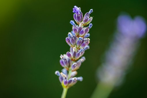 Lavanda, Natureza, Flor