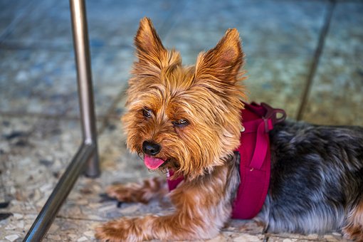 Yorkie, Animal Doméstico, Cachorro