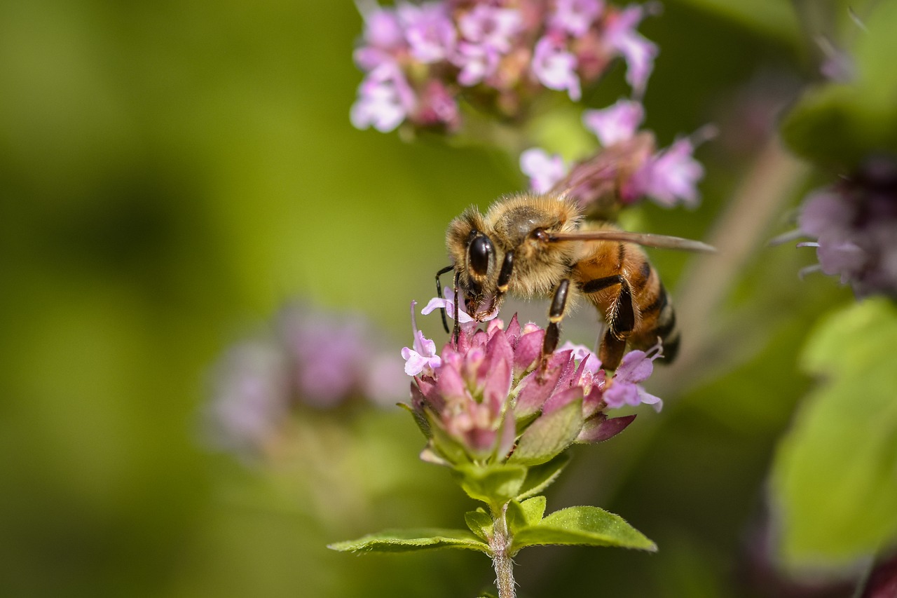 Bee Insect Honey - Free photo on Pixabay
