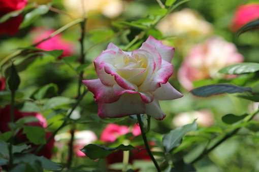 Rose, Smukke Blomster, Blomst