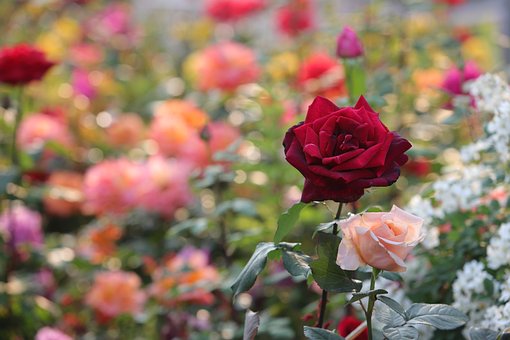 Rose, Smukke Blomster, Blomst