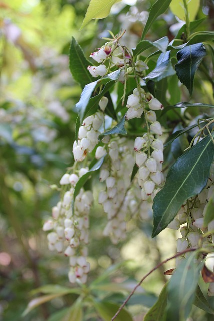 Naturaleza, Flor, Florecer, Bloom