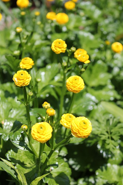 Naturaleza, Flor, Florecer, Bloom
