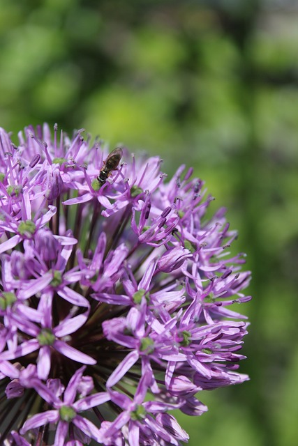 Naturaleza, Flor, Planta, Florecer