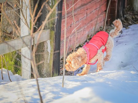 Free Dog Pet photo and picture