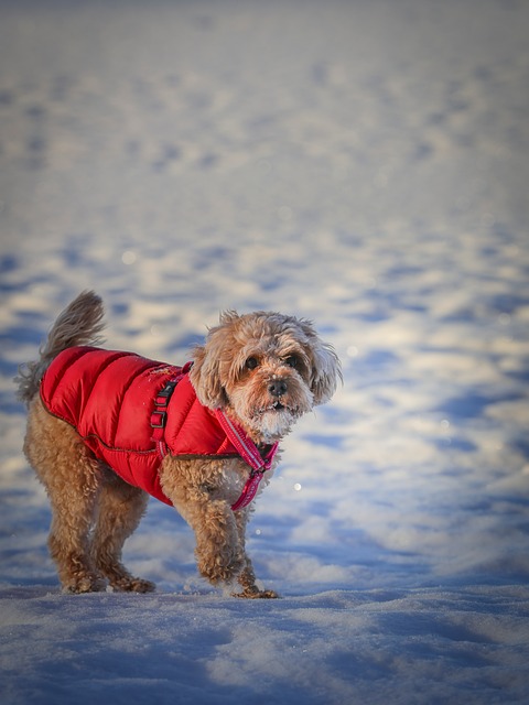 Hond, Huisdier, Cute, Bont, Cavapoo