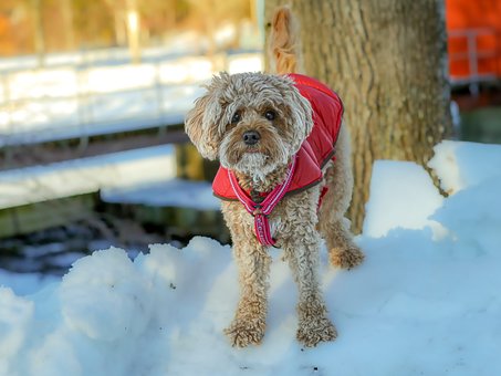Free Dog Pet photo and picture