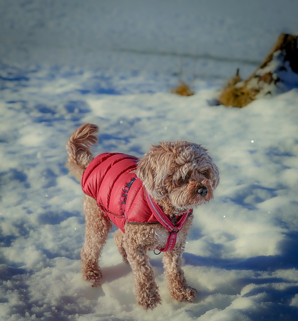Free Dog Pet photo and picture