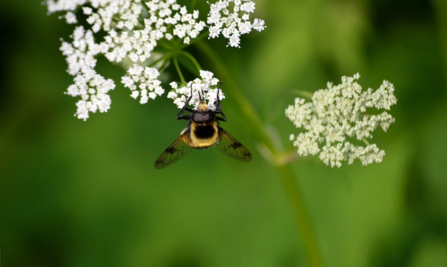 Free Forest Campestris photo and picture
