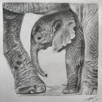 Free Wildlife Elephant photo and picture
