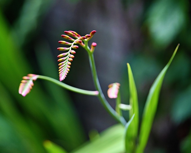 Free Flower Blossom photo and picture