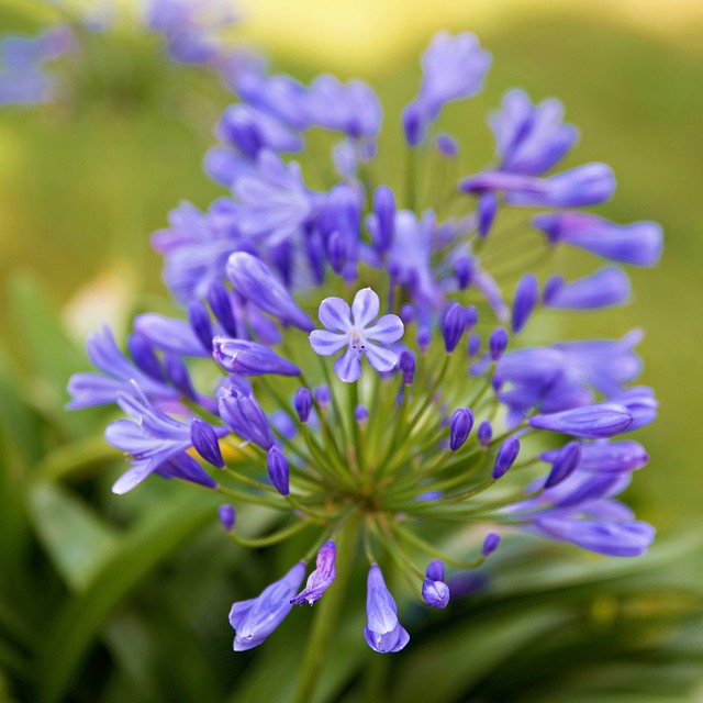 Free Flower Blossom photo and picture