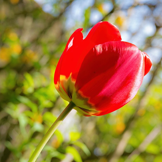 Free Flower Blossom photo and picture